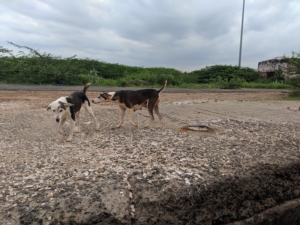 Stray Dogs in the Dominican Republic
