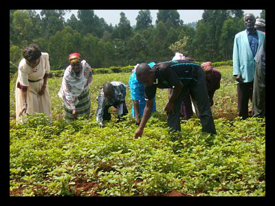 Nigerian Farmers