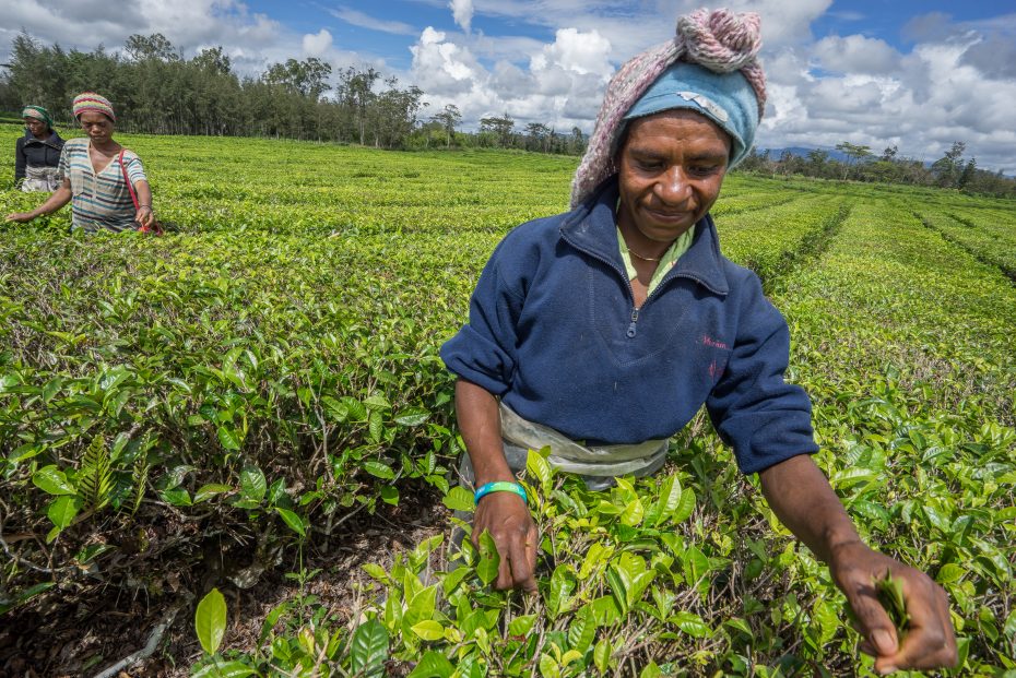 The Growth of Sustainable Agriculture in Papua New Guinea