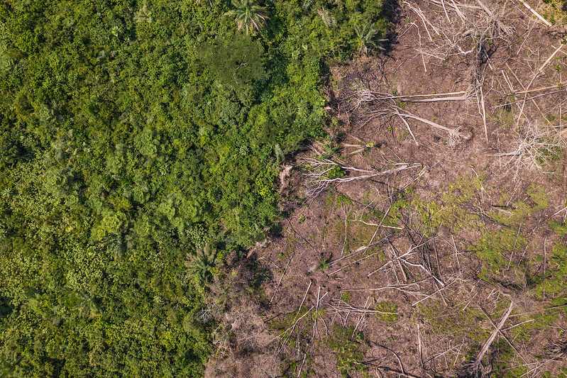 how-the-rainforests-waste-is-used-to-produce-sustainable-energy-in-congo