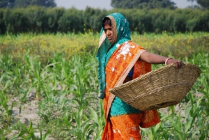 Sustainable Farming in Bihar