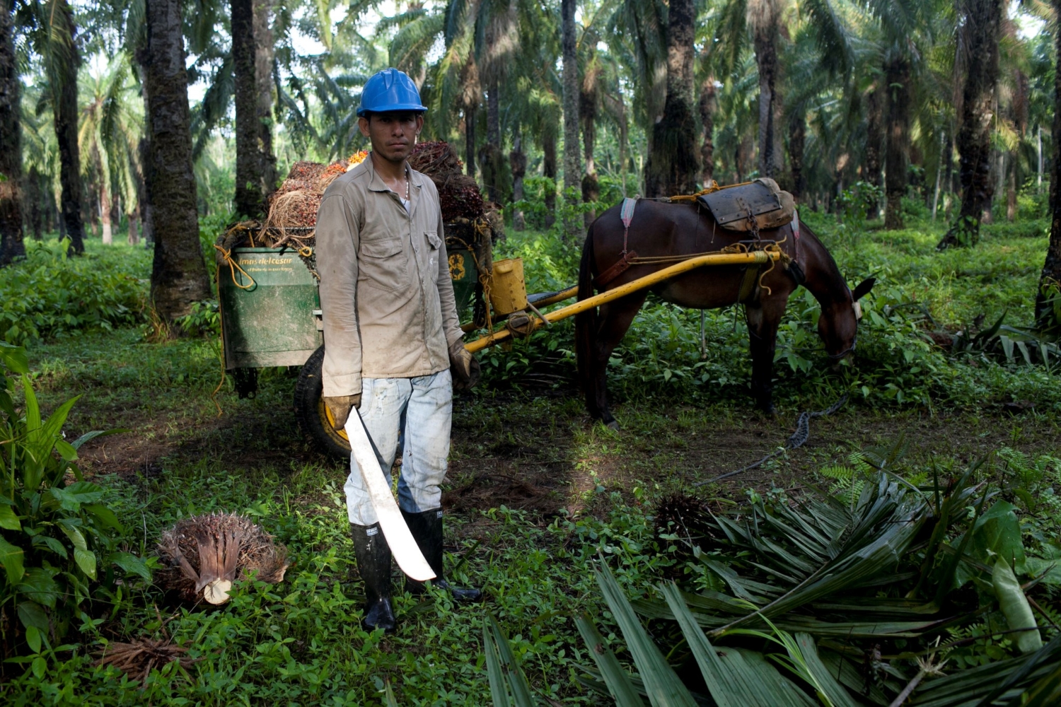 The Round Table on Sustainable Palm Oil - The Borgen Project