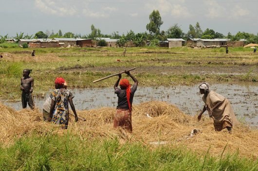 Training Projects Growing Sustainable Agriculture in Burundi