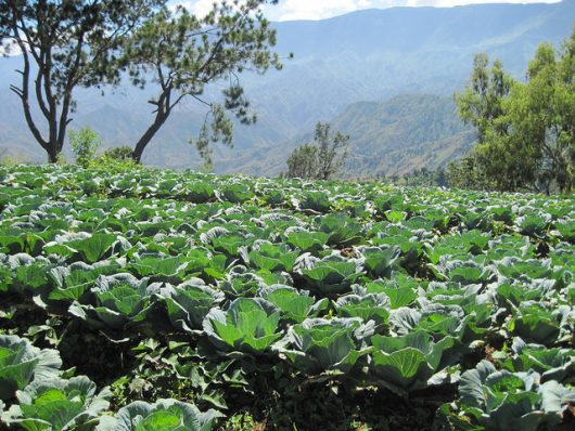 Sustainable Agriculture in Haiti