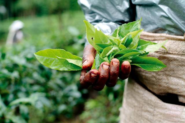 Tea Plantation Workers in Sri Lanka