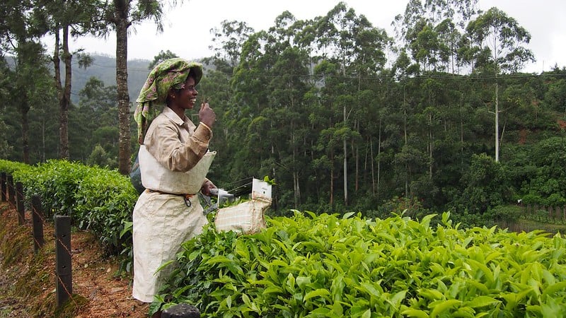 Input Tea Tea Production in Developing Countries and the SDGs - The Borgen Project