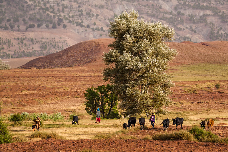 Technologies to Prevent Food Insecurity in Morocco 