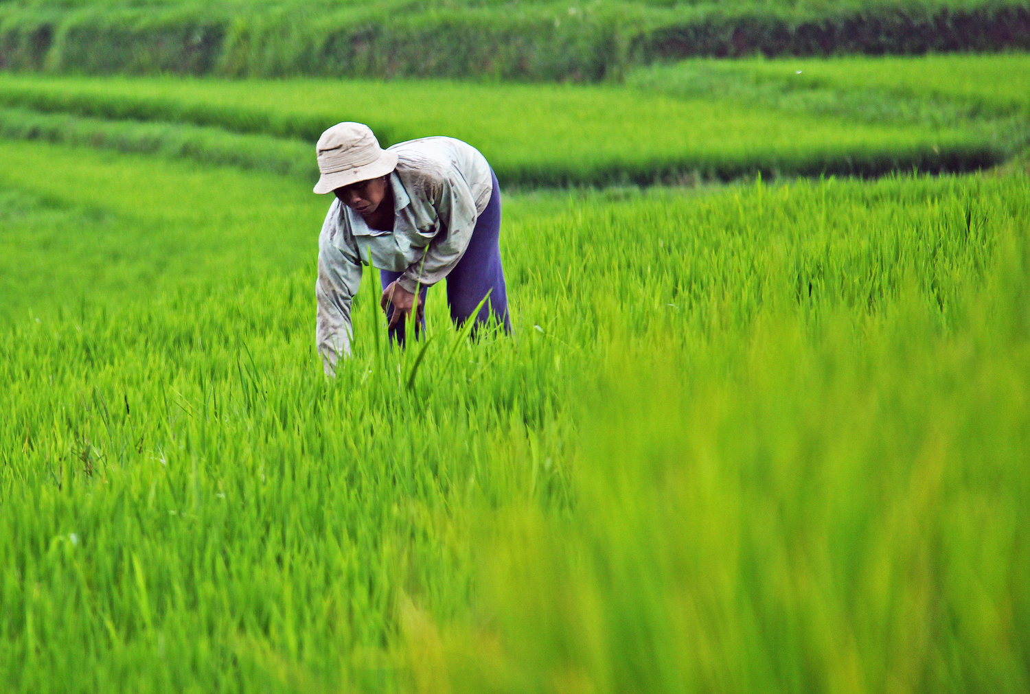 How Technology Improves Rice Production Worldwide The Borgen Project 