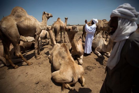 The Booming Camel Trade in the Horn of Africa