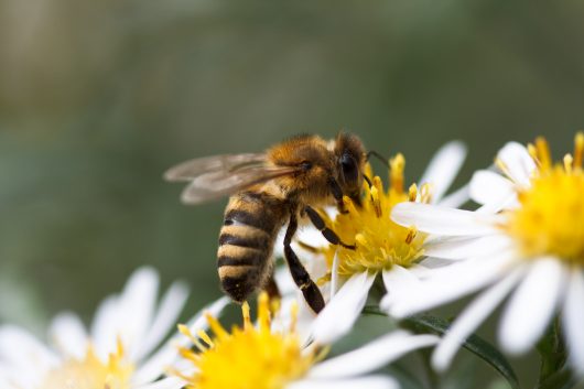 The Buzz About Ending Global Poverty: How Bees Help in Developing Nations