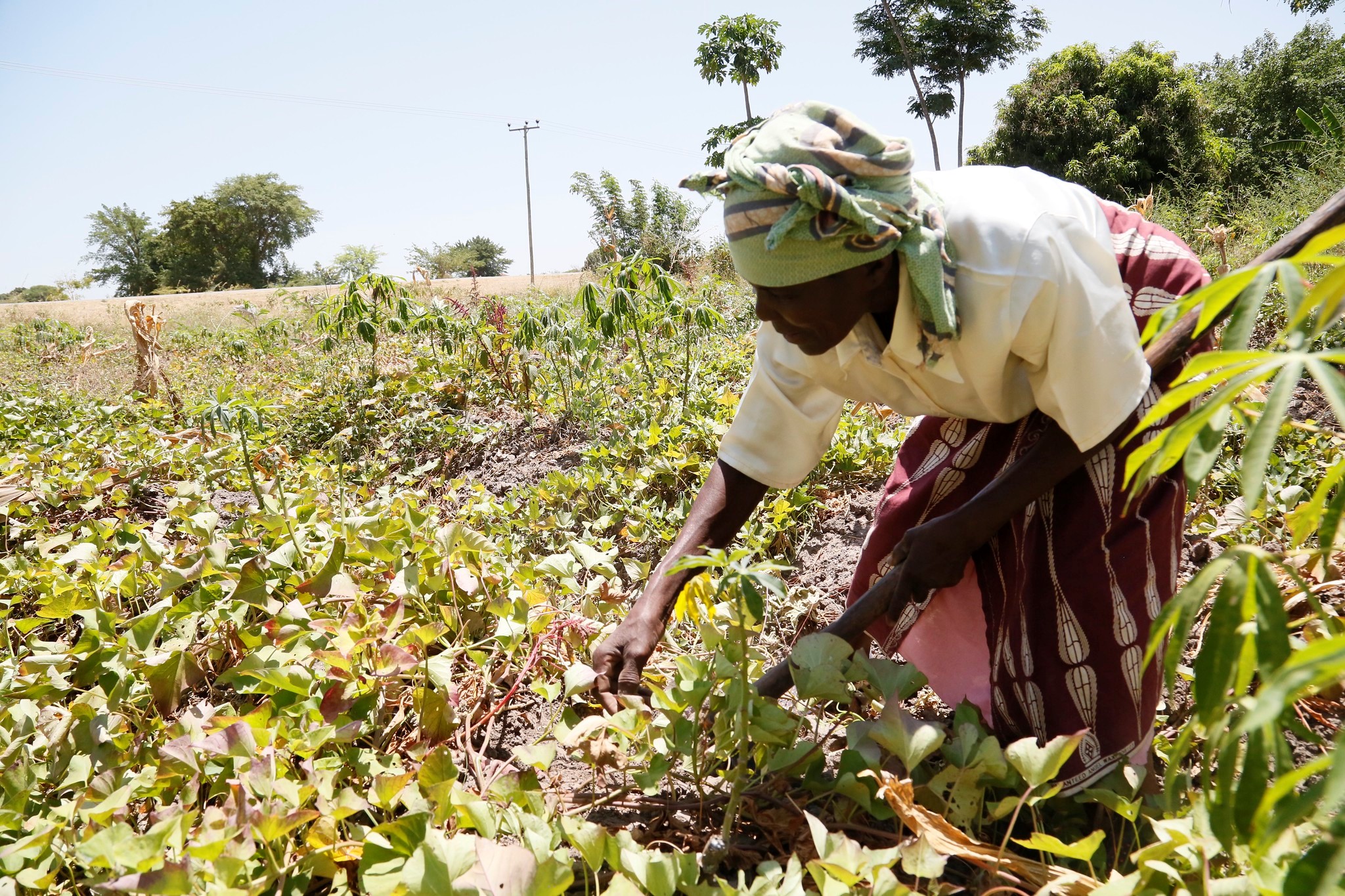 The Chimala Mission: Improving Life in Tanzania - The Borgen Project