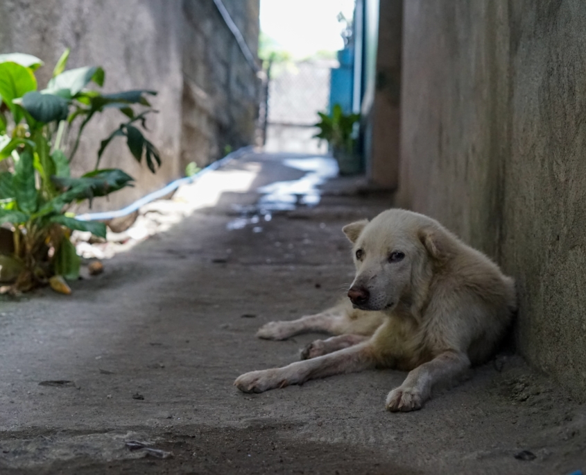 Dogs on the streets