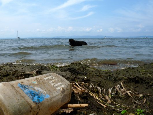 The Quality of Fiji's Water is Misrepresented by its Bottled Ambassador