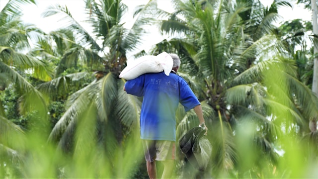 Coconut Farming in Indonesia