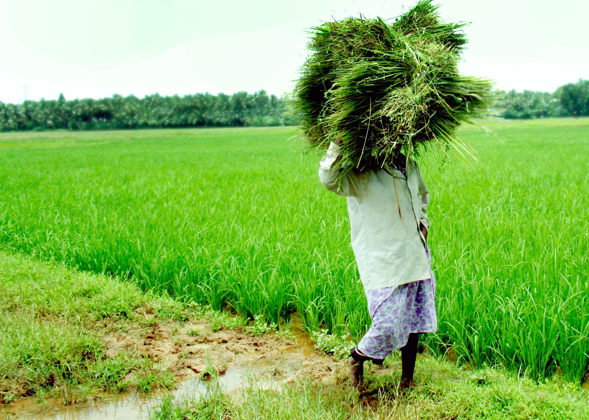 Understanding The Total Literacy In Kerala The Borgen Project