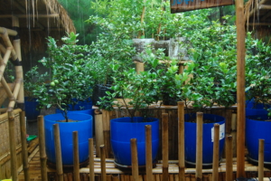 Urban Farming in São Paulo