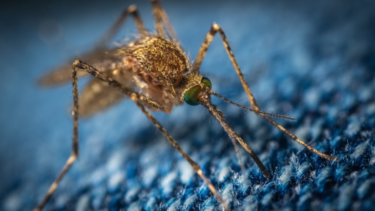 The Need for Aid Toward Vector-Borne Diseases - The Borgen Project