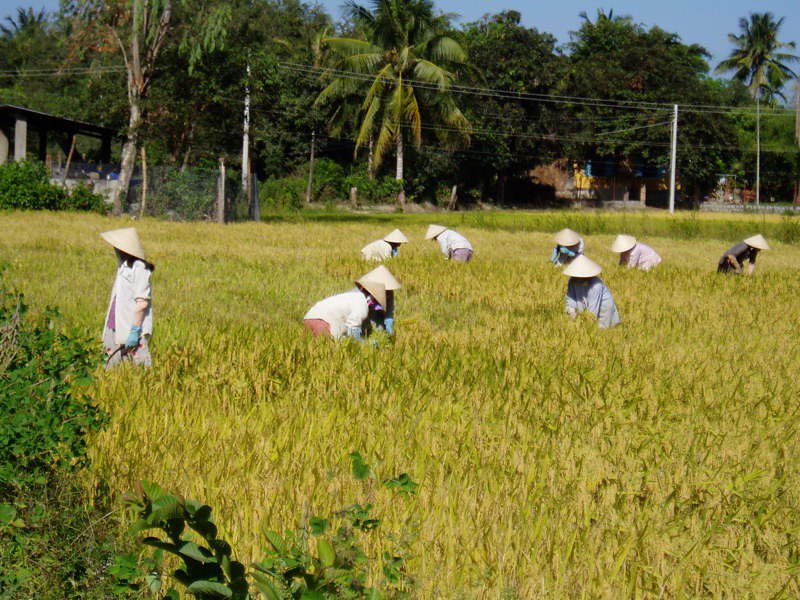 Vietnam's Transformed Economy: The Rice Revolution