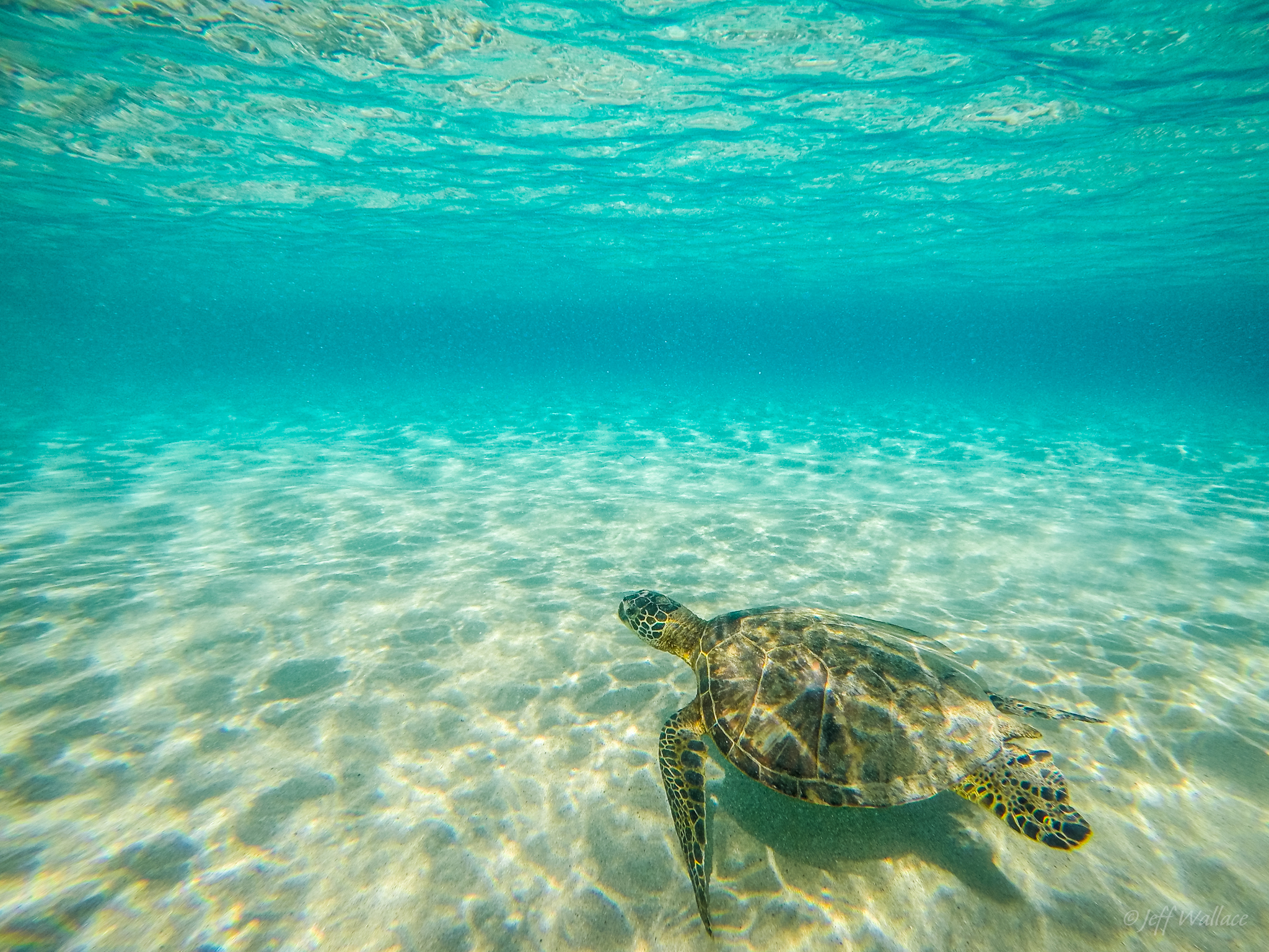 World Ocean Day - The Borgen Project