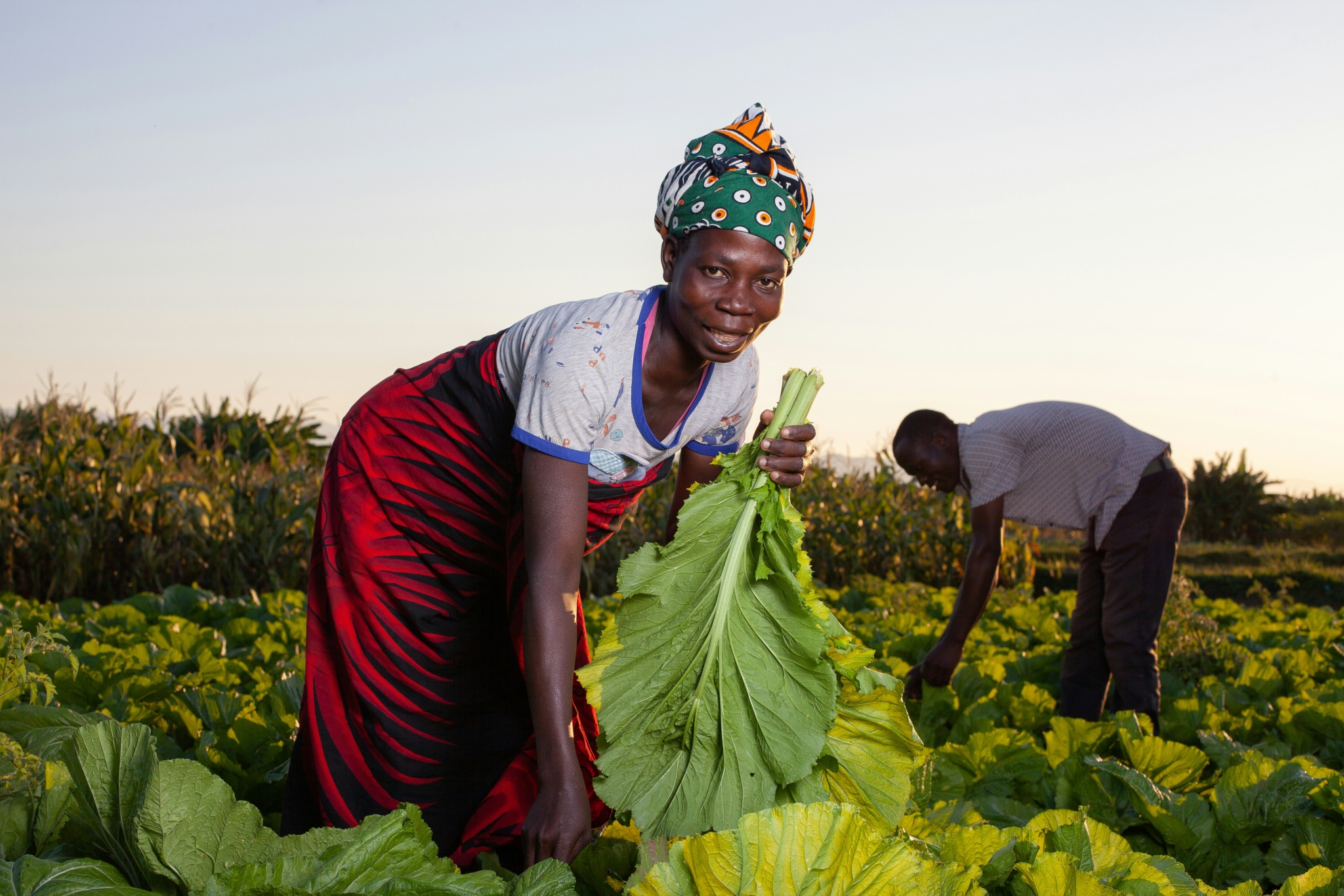 The Impact of Technology on World Hunger The Project — free download