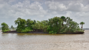 Yellow Fever in French Guiana