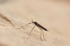 Zzapp Malaria