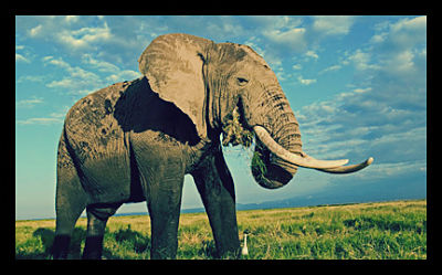 Conservation Groups Investigate Google Ivory Advertisements