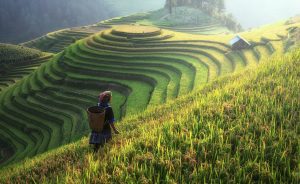 Agricultural Growth Is the Key to Poverty Alleviation | The Borgen Project