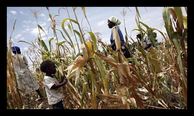 agriculture in togo