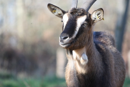 How Goats Fight Poverty - Global Poverty - The Borgen Project