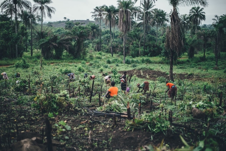 Sierra Leone Archives The Borgen Project