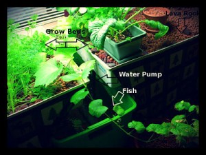 3 Ways Aquaponics Encourage Urban Food Sustainability