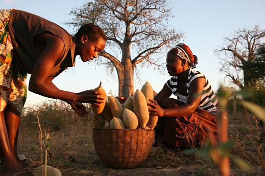 baobab_fruit