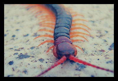 chinese_redheaded_centipede_morphine