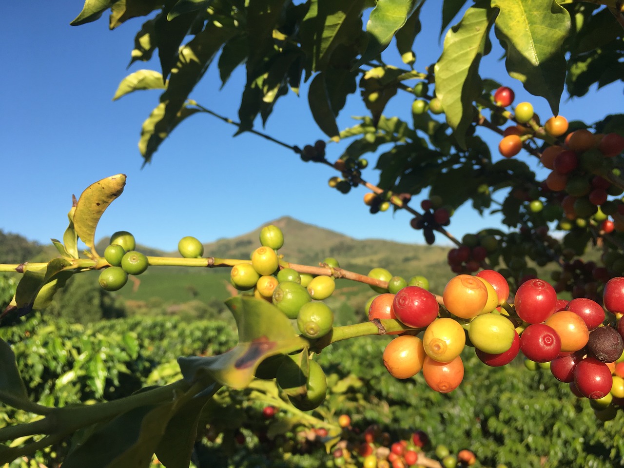 Brazil’s Recent Drought Impacts Coffee and Orange Production