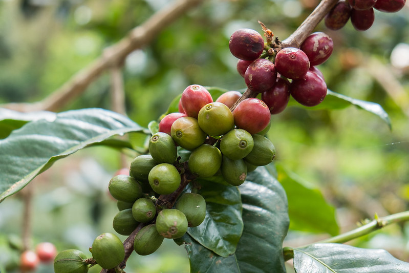 growth of African coffee