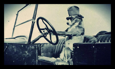 dog driving car race