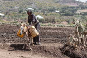 agricultural organizations in Ethiopia