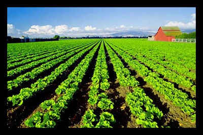 Locally Produced Food and U.S. Aid Efficiency