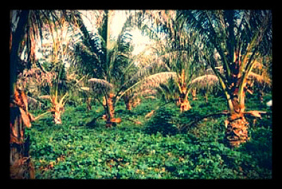 Fijian Exports Seeking New Markets