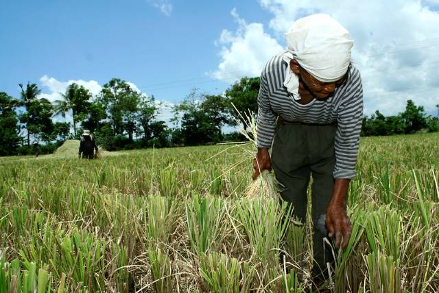 resilient-rice-and-food-security-across-asia-the-borgen-project