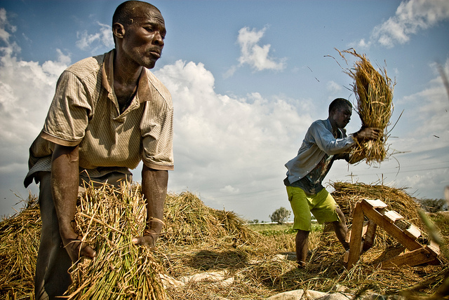 Main Causes Of Food Insecurity In Haiti