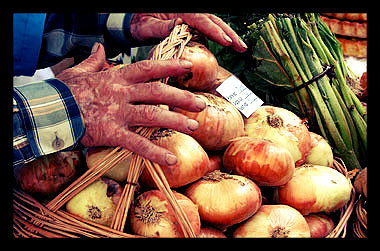 global-food-crisis-onions.opt