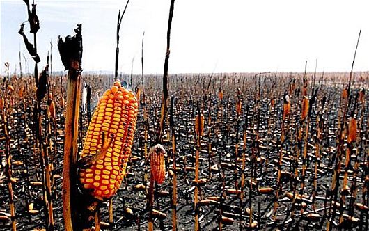 What Global Warming Means for Food Scarcity