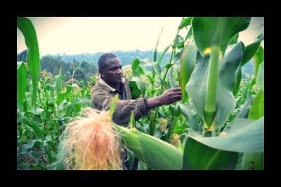 Scientific Breakthrough in Stress: Free Crops