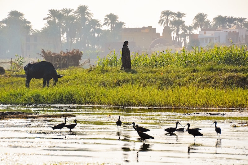 Unravelling Egypt s Water Crisis The Borgen Project