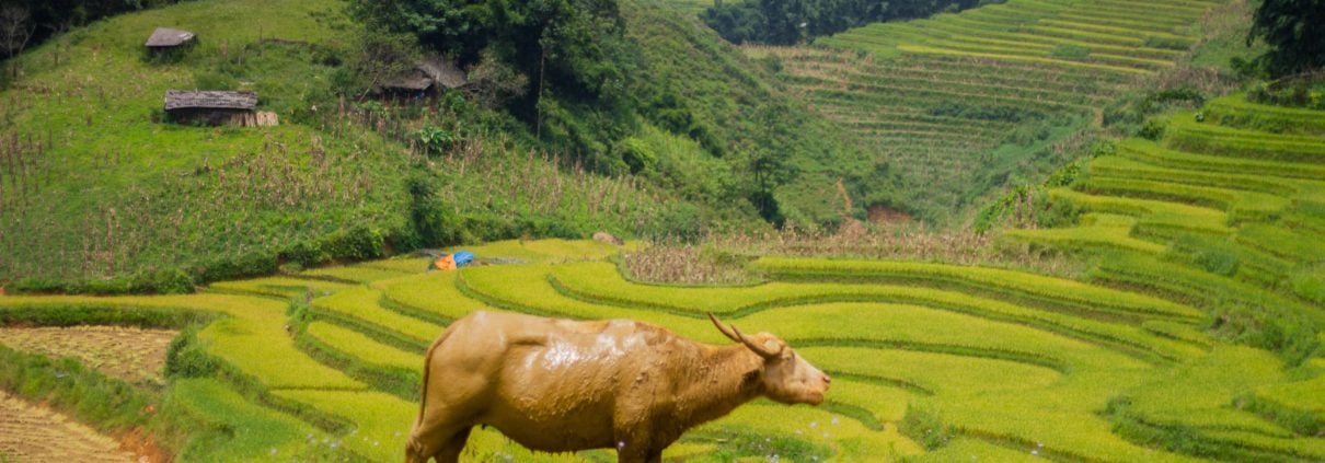 Food Insecurity in Laos