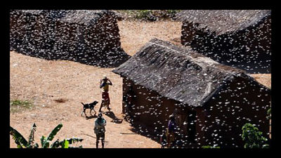 locusts_Madagascar