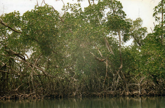 mangroves