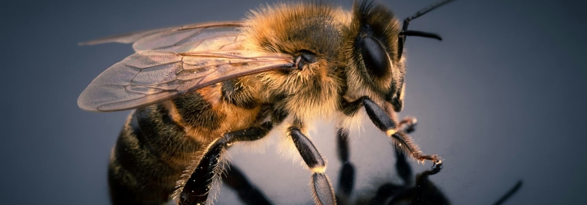 Beekeeping in Uganda